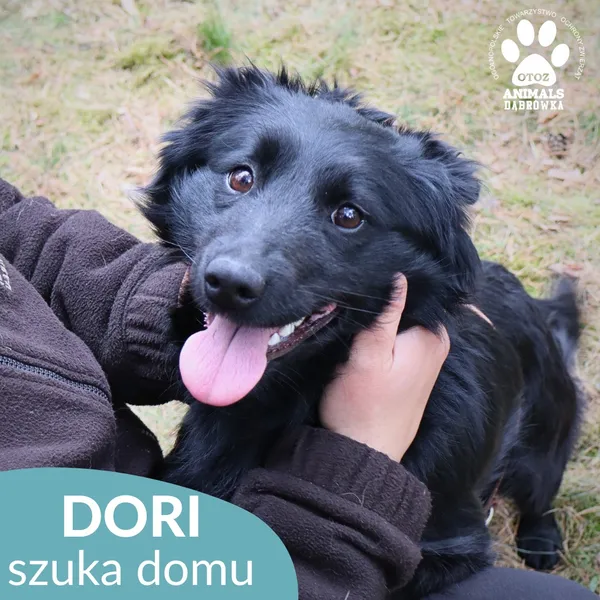 Pies do adopcji, Dąbrówka, 2 czerwca 2026 (4/4)