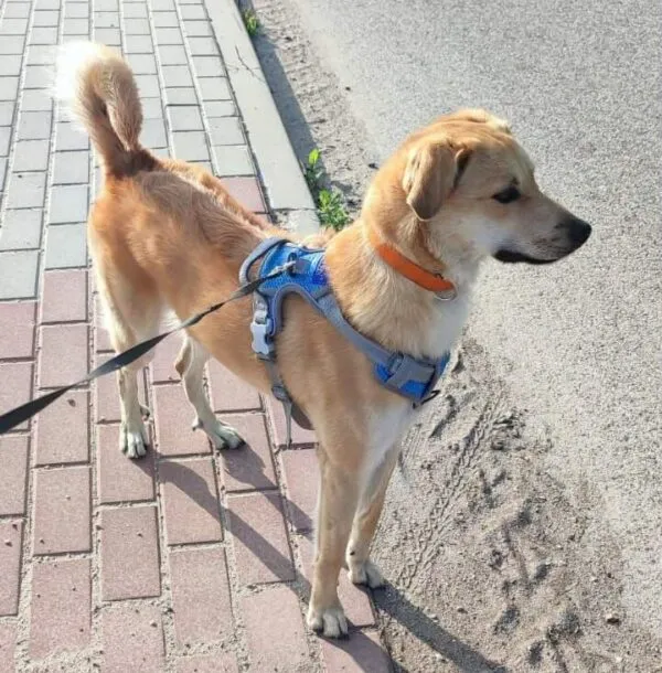 Pies do adopcji, Głowno, 2 czerwca 2026 (1/4)