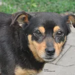 Pies do adopcji