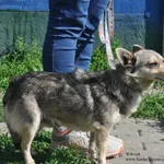 Pies do adopcji