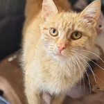 Kot do adopcji