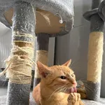 Kot do adopcji