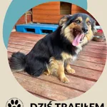 Znaleziono psa