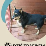 Znaleziono psa