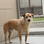 Pies do adopcji