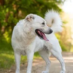 Pies do adopcji