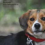 Pies do adopcji