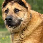Pies do adopcji