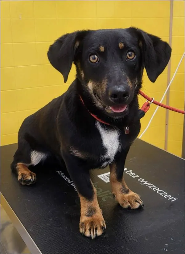 Znaleziono psa, Grudziądz, 3 czerwca 2026
