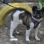Pies do adopcji