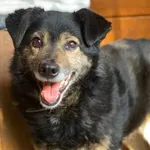 Pies do adopcji
