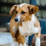 Pies do adopcji