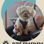 Znaleziono psa
