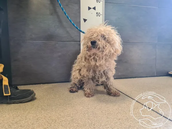 Znaleziono psa, Chełmek, 5 czerwca 2026