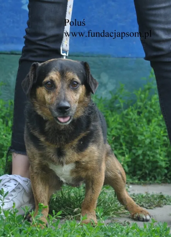 Pies do adopcji, Nowy Dwór Mazowiecki, 8 czerwca 2026 (4/5)