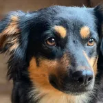 Pies do adopcji
