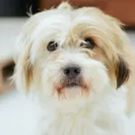Pies do adopcji