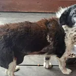 Pies do adopcji