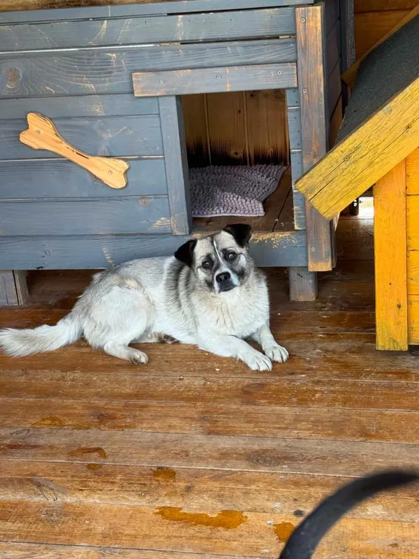 Pies do adopcji, Rytlów, 7 czerwca 2026