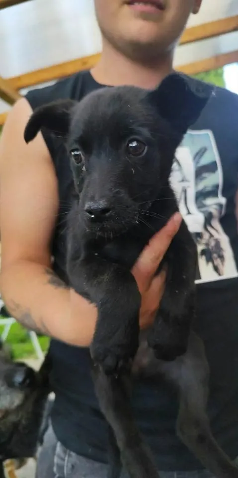 Pies do adopcji, Rytlów, 7 czerwca 2026