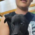 Pies do adopcji