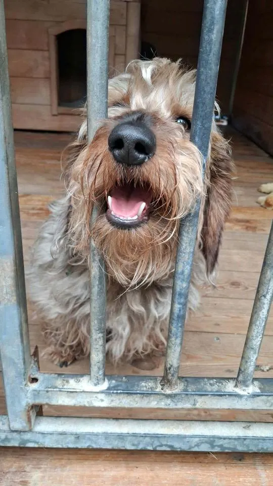 Pies do adopcji, Rytlów, 7 czerwca 2026 (1/2)
