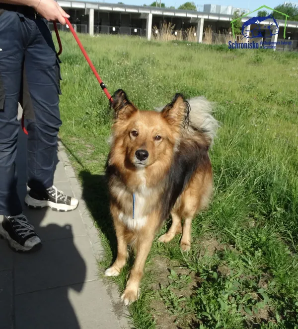 Pies do adopcji, Szczecin, 25 maja 2026 (2/2)