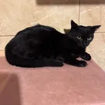 Kot do adopcji