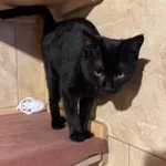 Kot do adopcji