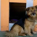 Pies do adopcji