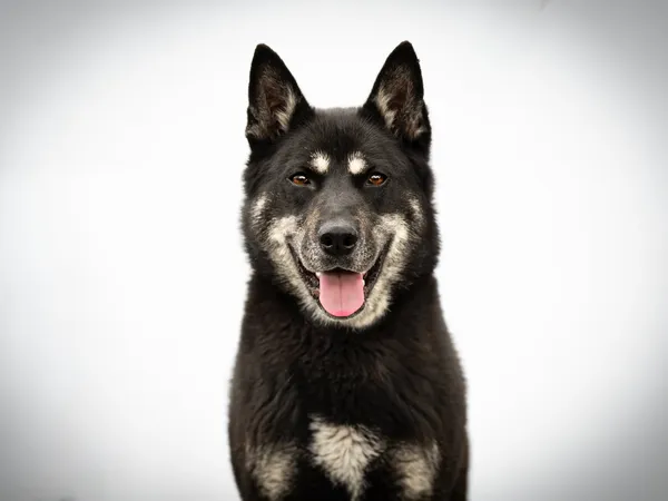 Pies do adopcji, Nowodwór, 8 czerwca 2026 (1/5)