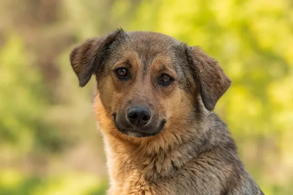 Pies do adopcji, Nowodwór, 7 czerwca 2026 (1/5)