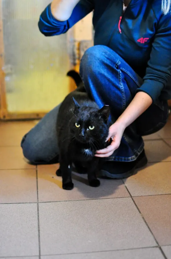 Kot do adopcji, Milanówek, 9 czerwca 2026 (2/5)
