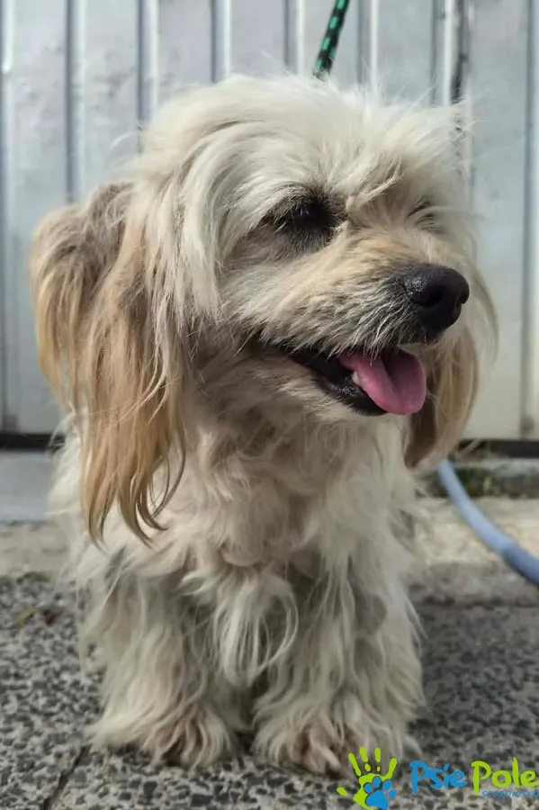 Znaleziono psa, Racławice, 8 czerwca 2026 (1/4)