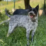 Pies do adopcji