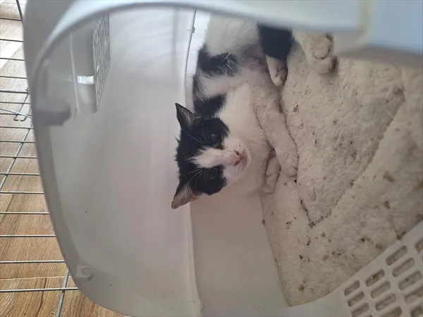 Kot do adopcji, Racibórz, 2 czerwca 2026