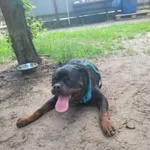 Pies do adopcji