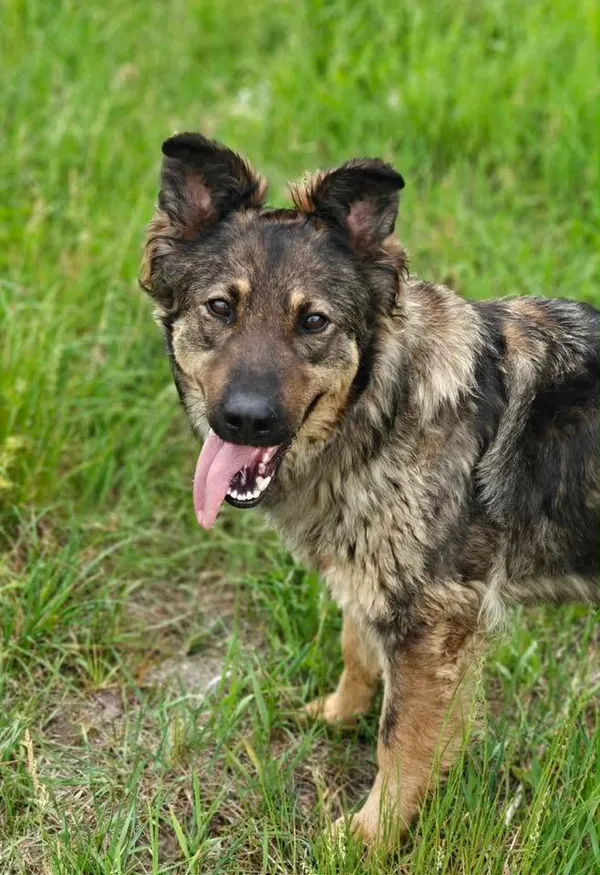 Pies do adopcji, Zgierz, 10 czerwca 2026 (1/4)