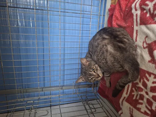 Kot do adopcji, Racibórz, 5 czerwca 2026