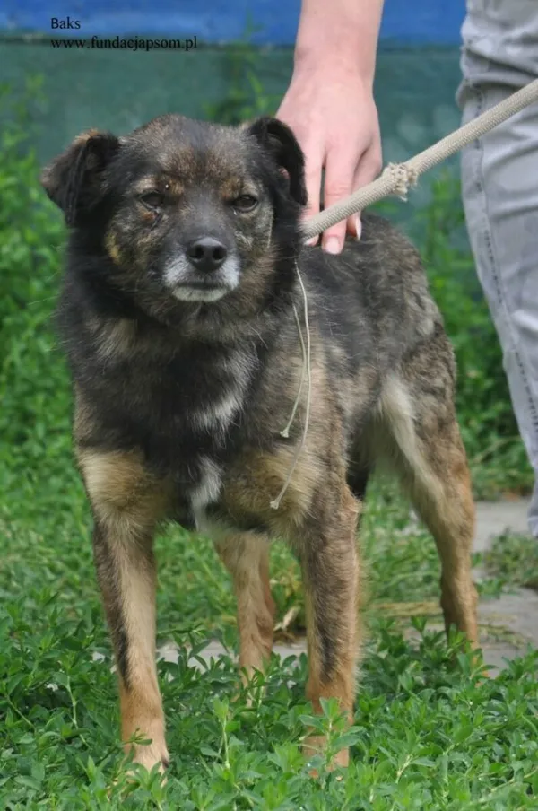 Pies do adopcji, Nowy Dwór Mazowiecki, 10 czerwca 2026 (4/5)