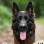 Pies do adopcji