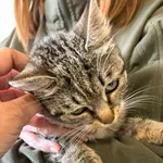 Kot do adopcji