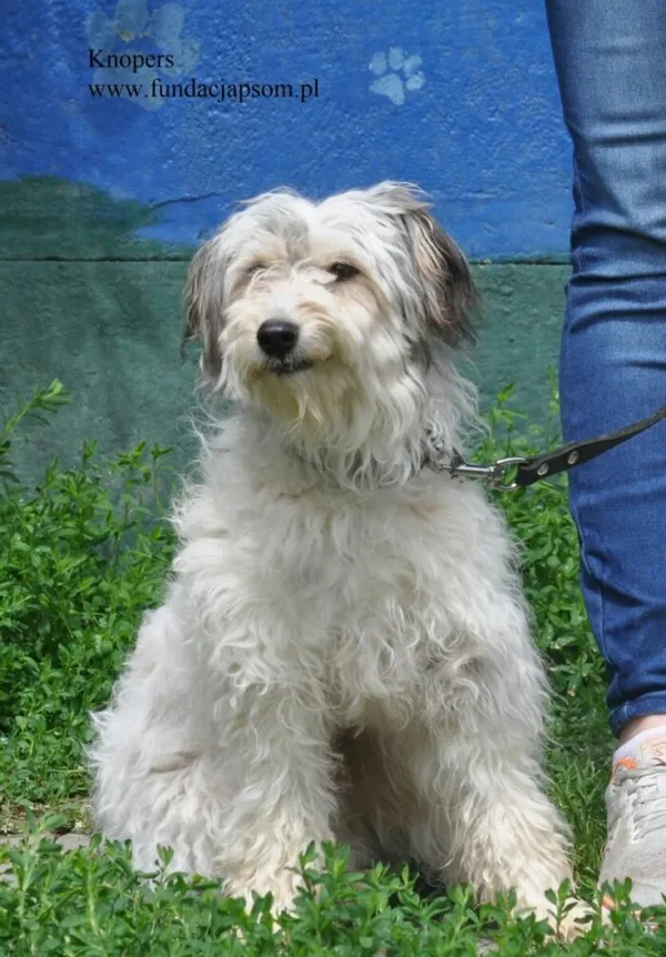 Pies do adopcji, Nowy Dwór Mazowiecki, 11 czerwca 2026 (3/5)