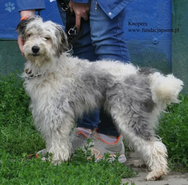 Pies do adopcji, Nowy Dwór Mazowiecki, 11 czerwca 2026 (4/5)