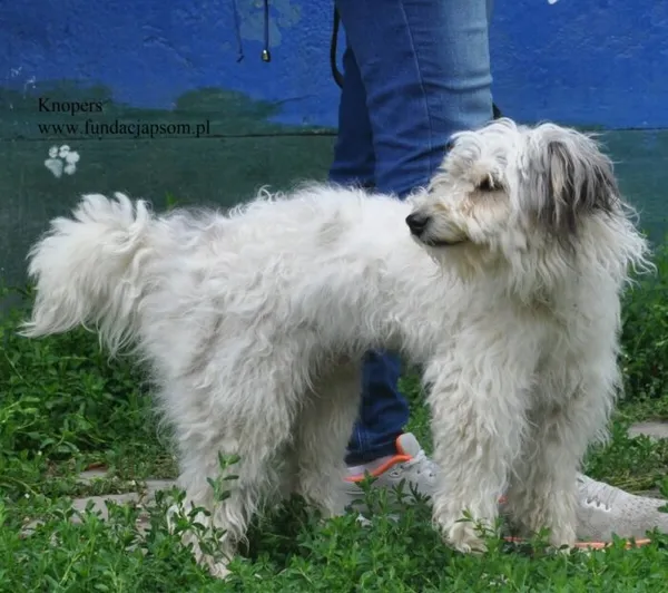 Pies do adopcji, Nowy Dwór Mazowiecki, 11 czerwca 2026 (5/5)