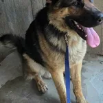Pies do adopcji