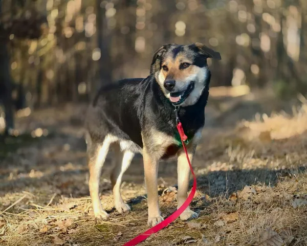 Pies do adopcji, Piła, 22 października 2025 (3/3)