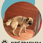 Znaleziono psa