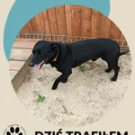Znaleziono psa