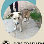 Znaleziono psa